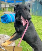 Matcha, a black german shepherd with tan legs