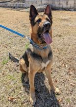 Mackey, a black and tan german shepherd