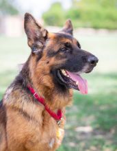 Tully, a black and tan german shepherd