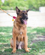 Tully, a black and tan german shepherd