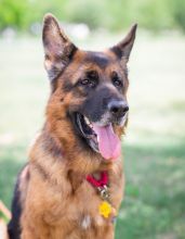 Tully, a black and tan german shepherd