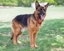 Tully, a black and tan german shepherd