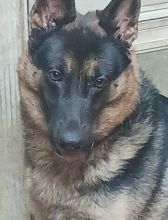 Michael, a black and tan german shepherd