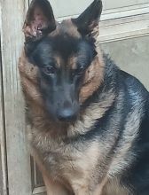 Michael, a black and tan german shepherd