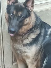 Michael, a black and tan german shepherd