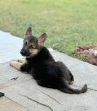 Mija, a black and tan german shepherd puppy