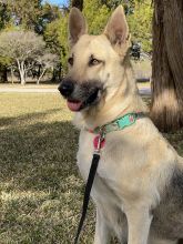 Misty, a black and tan german shepherd