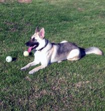 Molly, a black and tan german shepherd courtesy listing