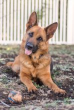 Molly, a black and tan german shepherd