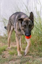 Finn, a black and tan german shepherd