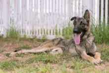 Finn, a black and tan german shepherd