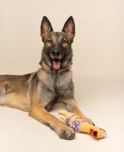 Rico, a black and tan German Shepherd/Belgian mix