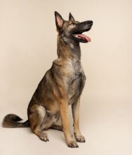 Rico, a black and tan German Shepherd/Belgian mix