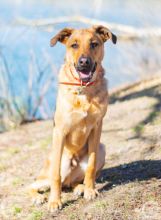 Obi a young black and tan german shepherd mix