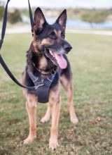 Zach, a black and tan german shepherd