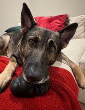 Sable German Shepherd laying on couch with toy in mouth