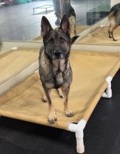 Sable German Shepherd standing on dog bed