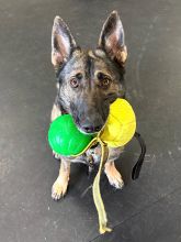 Sable German Shepherd sitting with toy in mouth