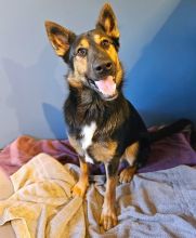 Oswald, a black, tan and white german shepherd