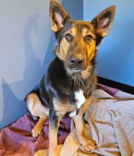 Oswald, a black, tan and white german shepherd