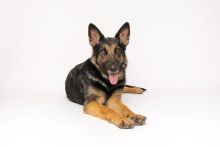 Peaches, a black and tan german shepherd