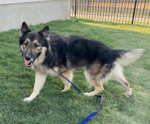 Charlie, a black and tan german shepherd