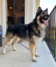 Charlie, a black and tan german shepherd