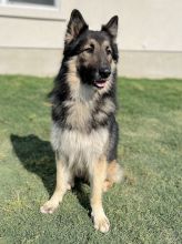 Charlie, a black and tan german shepherd