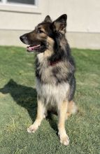 Charlie, a black and tan german shepherd