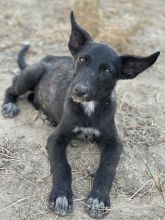 Rally, a black shepherd pup with white markings