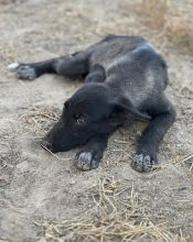 Rally, a black shepherd pup with white markings