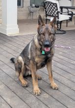 Rambo, a sable german shepherd