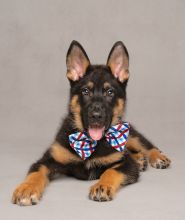 Ranger, an adorable black and tan german shepherd puppy with a bowtie