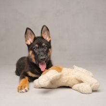 Ranger and a toy