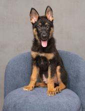 Ranger, a black and tan german shepherd puppy