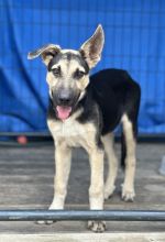 Rascal, a black and tan german shepherd puppy