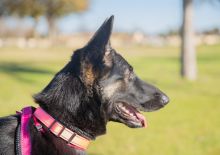 Raven, a black and tan german shepherd