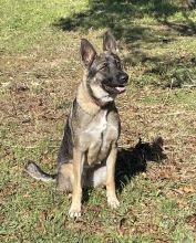 Remy, a sable german shepherd