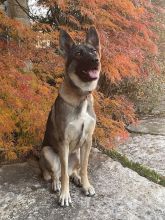 Remy, a sable german shepherd