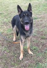 Rex, a black and tan german shepherd