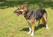 Rex, a black and tan german shepherd