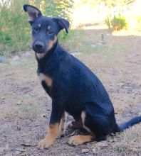 Rex, a black and tan german shepherd mix