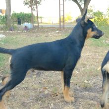 Rex, a black and tan german shepherd mix