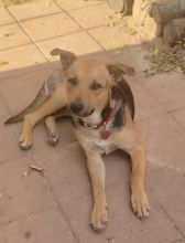 Ricky, a golden brown and black shepherd mix