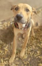 Ricky, a golden brown and black shepherd mix