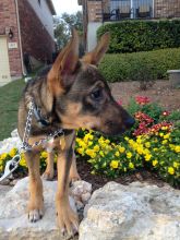 Riggs, a black and tan german shepherd puppy