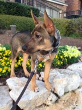 Riggs, a black and tan german shepherd puppy