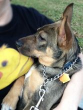 Riggs, a black and tan german shepherd puppy