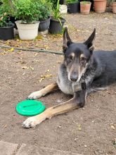 Roark, a black and tan german shepherd mix