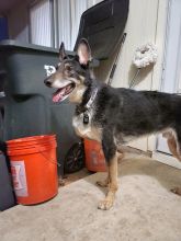 Roark, a black and tan german shepherd mix